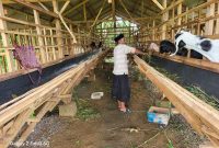 Foto ketua BUMDES Meddelan Saat Dikandang Kambing