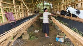Foto ketua BUMDES Meddelan Saat Dikandang Kambing