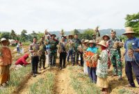 Foto : Satgas TMMD Bersama Petani Panen Bawang