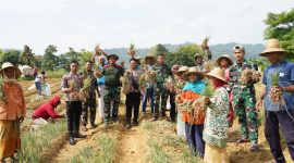 Foto : Satgas TMMD Bersama Petani Panen Bawang