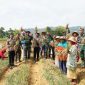 Foto : Satgas TMMD Bersama Petani Panen Bawang